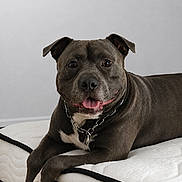 Thor participe au concours pour gagner de l'argent avec cette photo : animal, canine, chain_collar, collar, cute, dog, domestic_animal, friendly, fur, gray_dog, happy, indoor, mattress, paw, pet, portrait, resting, smiling, tongue_out, white_patch