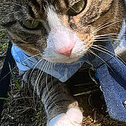 Vpshein Trumpy Kat joined the competition — help win amazing prizes! animal, blue_outfit, cat, close_up, curious, daylight, domestic_cat, exploring, feline, grass, ground, nature, outdoor, pet, photo_gallery, pink_nose, screenshot, tabby_cat, whiskers, white_paw