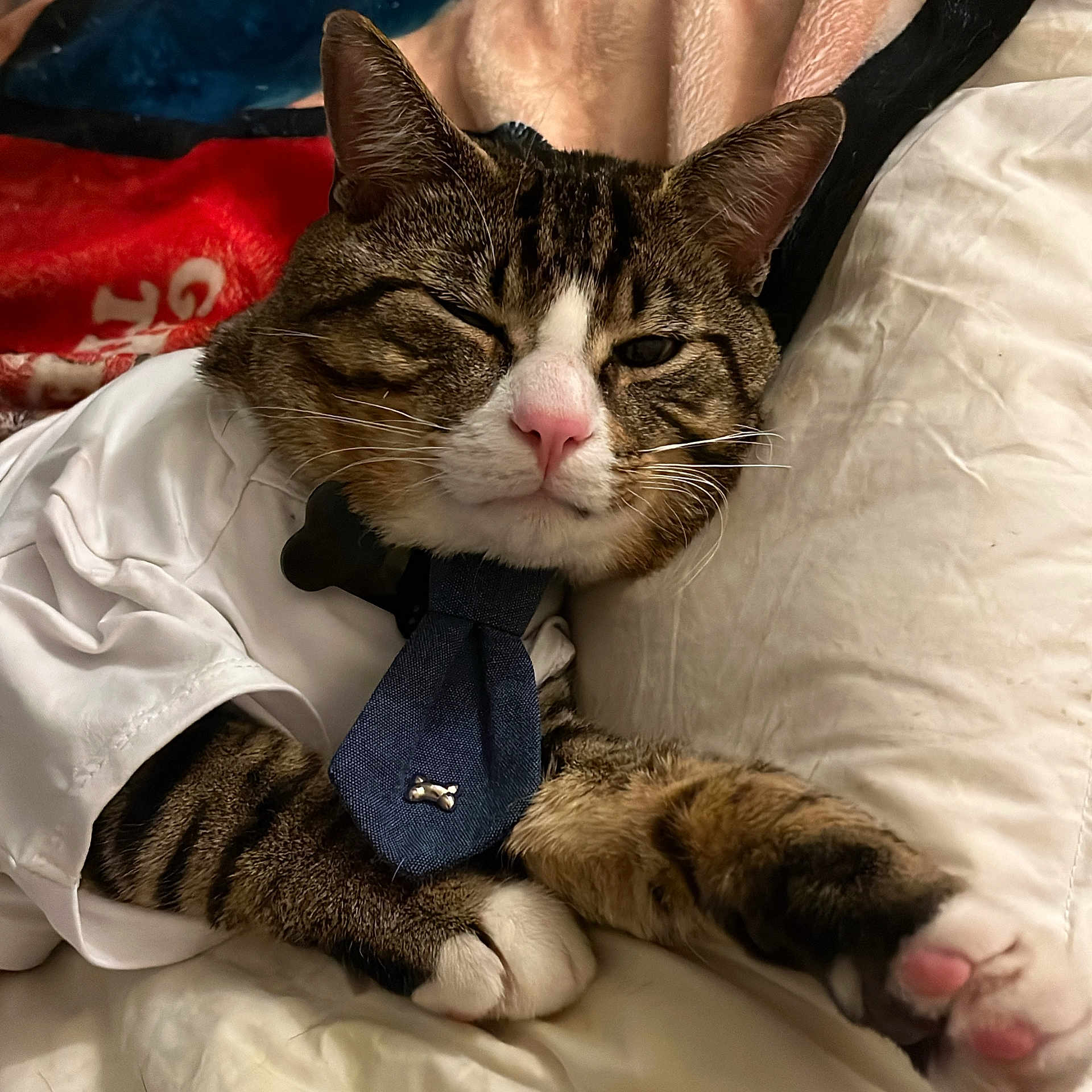 Vpshein Trumpy Kat