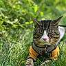 Vpshein Trumpy Kat joined the competition — help win amazing prizes! animal, cat, closeup, cute, feline, garden, grass, greenery, harness, nature, outdoor, pet, pink_nose, relaxed, resting, shirt, sleepy, sunlight, tabby, whiskers