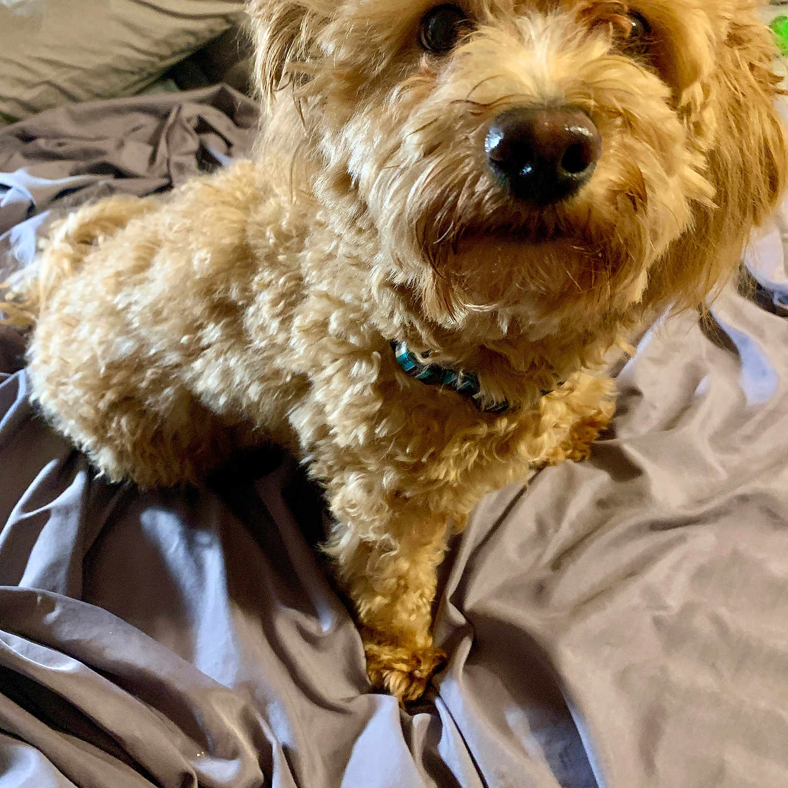 Cooper is registered to the contest to win money with this photo: airedale, animal, bed, bedroom, blanket, canine, cockerspaniel, couch, dog, furniture, homedecor, indoors, linen, pet, poodle, puppy, room, sphere, terrier, whitedog