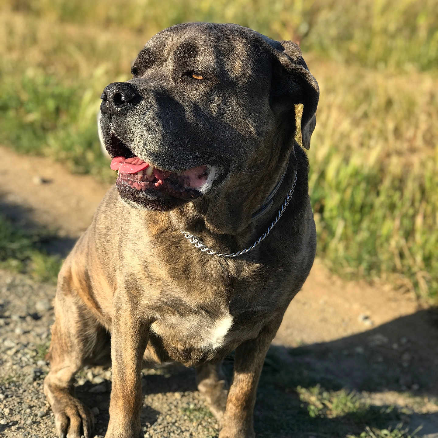 Heyla participe au concours pour gagner de l'argent avec cette photo : animal, brindle, canine, chain, closeup, collar, daylight, dog, fur, grass, happy, muzzle, nature, outdoor, path, pet, shadow, sitting, sunlight, tongue