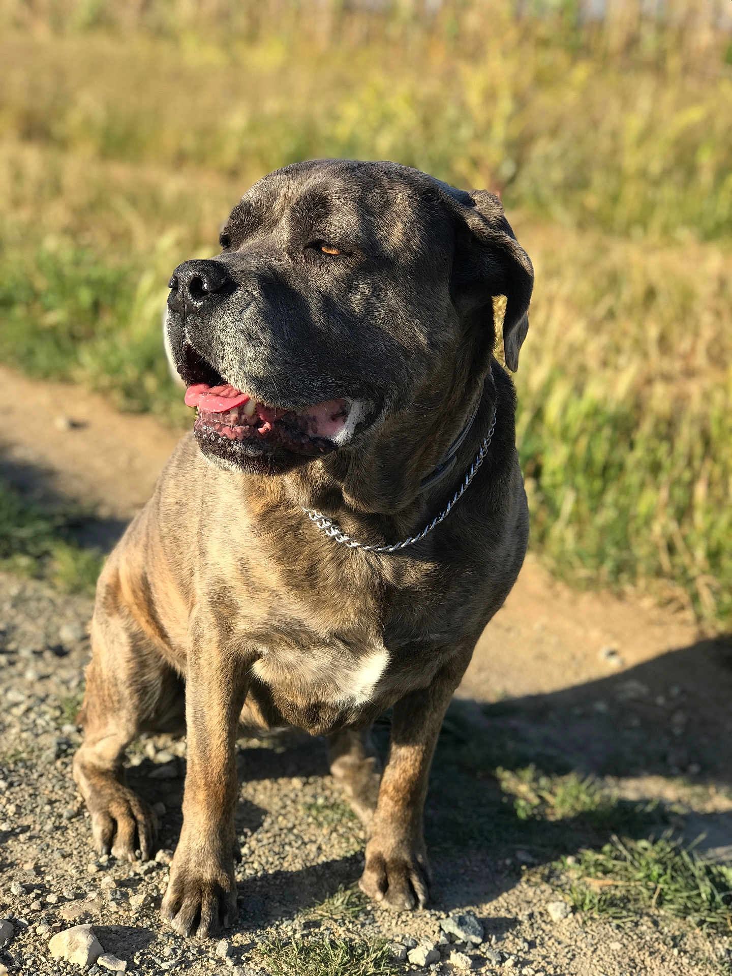 Heyla participe au concours pour gagner de l'argent avec cette photo : animal, brindle, canine, chain, closeup, collar, daylight, dog, fur, grass, happy, muzzle, nature, outdoor, path, pet, shadow, sitting, sunlight, tongue