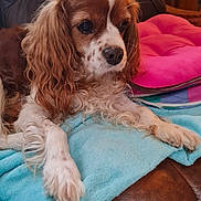 Isis participe au concours pour gagner de l'argent avec cette photo : dog, cavalier_king_charles_spaniel, pet, indoor, blanket, couch, fur, brown_and_white, curly_fur, paw, nose, ears, relaxed, close_up, domestic_animal, companion, furniture, soft_texture, pink_cushion, leather