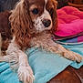 dog, cavalier_king_charles_spaniel, pet, indoor, blanket, couch, fur, brown_and_white, curly_fur, paw, nose, ears, relaxed, close_up, domestic_animal, companion, furniture, soft_texture, pink_cushion, leather