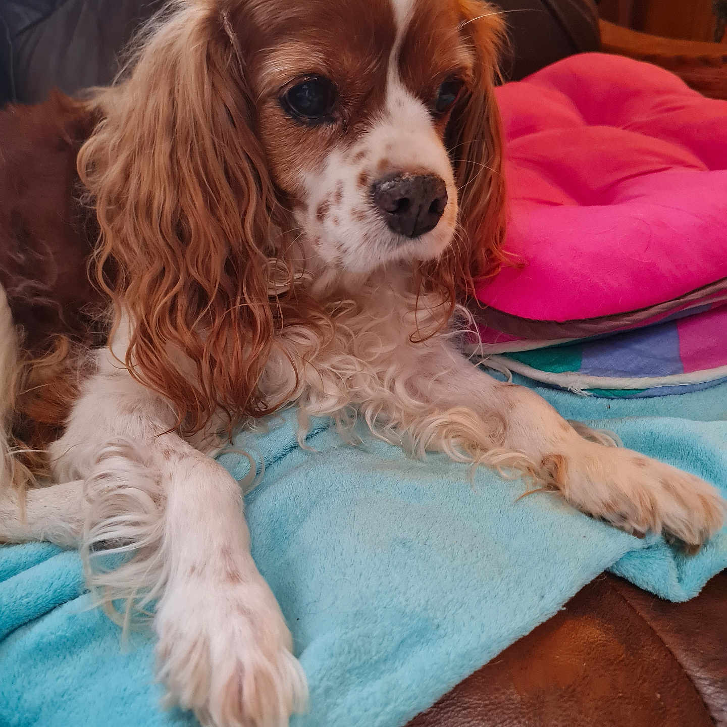 Isis participe au concours pour gagner de l'argent avec cette photo : blanket, brown_and_white, cavalier_king_charles_spaniel, close_up, companion, couch, curly_fur, dog, domestic_animal, ears, fur, furniture, indoor, leather, nose, paw, pet, pink_cushion, relaxed, soft_texture