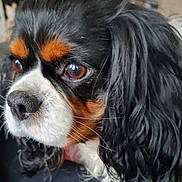 Pepsie a rejoint le concours — aidez-le/la à gagner de superbes lots ! dog, cavalier_king_charles_spaniel, close_up, pet, animal, fur, black_fur, white_fur, brown_eyes, long_hair, whiskers, nose, indoor, portrait, cute, companion, domestic_animal, looking_away, soft_focus, face