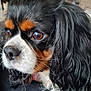 dog, cavalier_king_charles_spaniel, close_up, pet, animal, fur, black_fur, white_fur, brown_eyes, long_hair, whiskers, nose, indoor, portrait, cute, companion, domestic_animal, looking_away, soft_focus, face