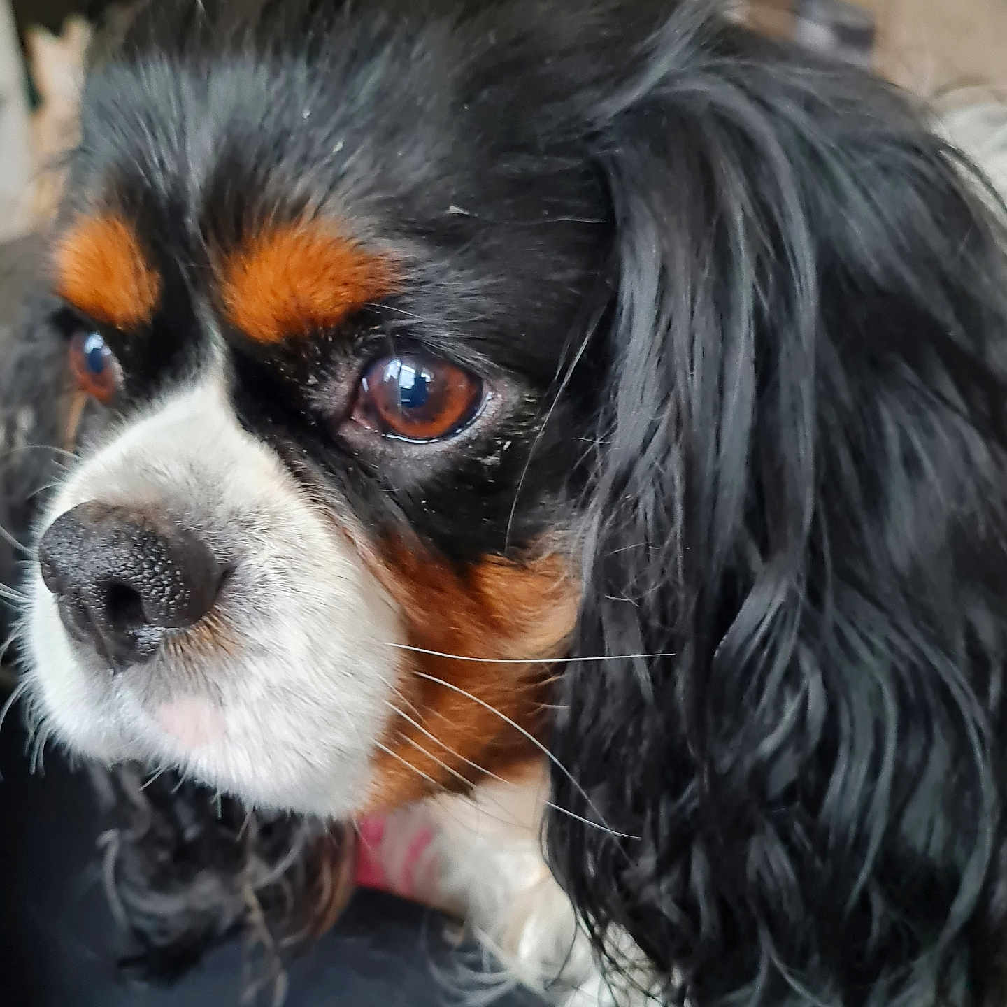 Pepsie a rejoint le concours — aidez-le/la à gagner de superbes lots ! animal, black_fur, brown_eyes, cavalier_king_charles_spaniel, close_up, companion, cute, dog, domestic_animal, face, fur, indoor, long_hair, looking_away, nose, pet, portrait, soft_focus, whiskers, white_fur