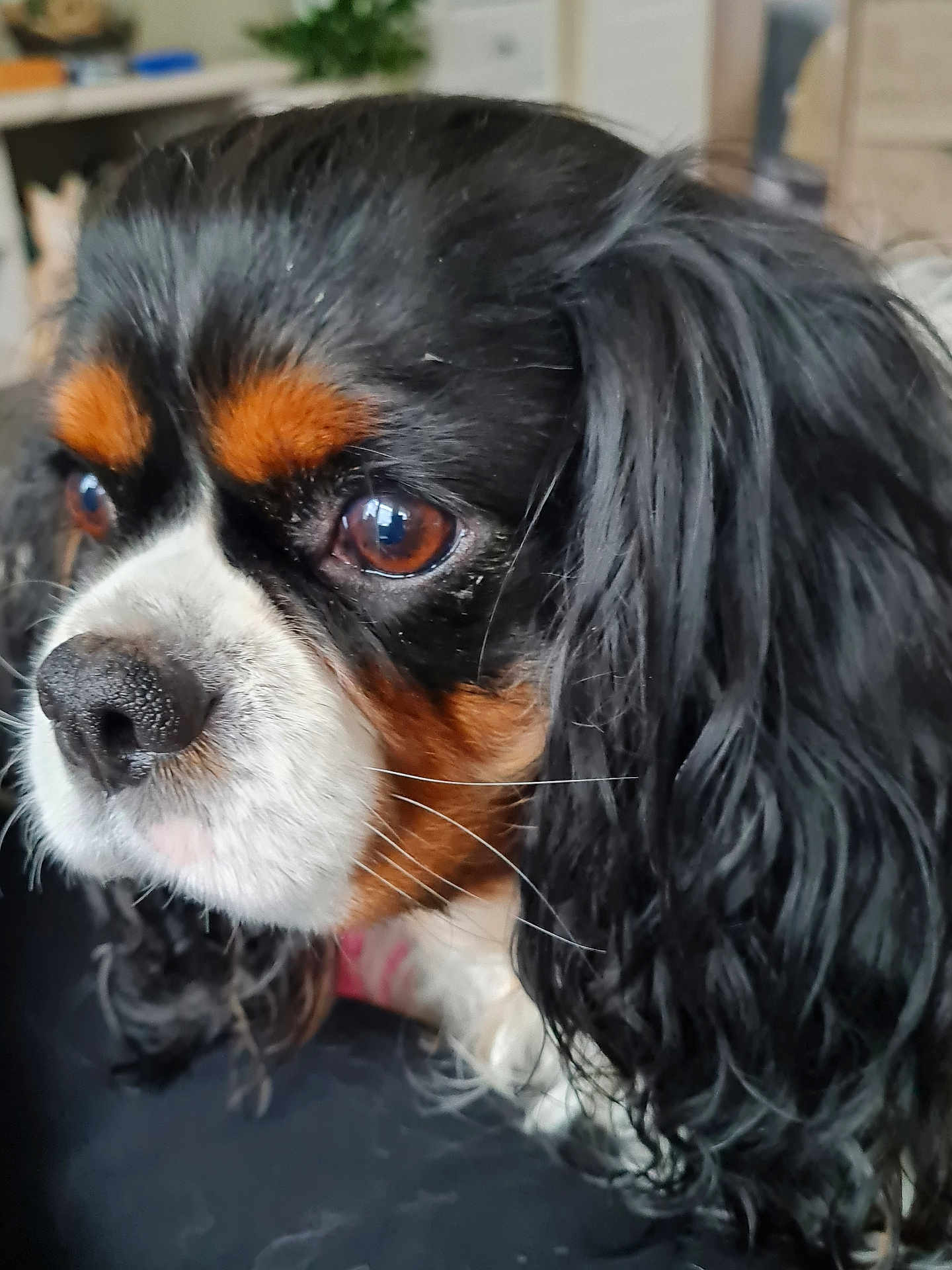Pepsie a rejoint le concours — aidez-le/la à gagner de superbes lots ! dog, cavalier_king_charles_spaniel, close_up, pet, animal, fur, black_fur, white_fur, brown_eyes, long_hair, whiskers, nose, indoor, portrait, cute, companion, domestic_animal, looking_away, soft_focus, face