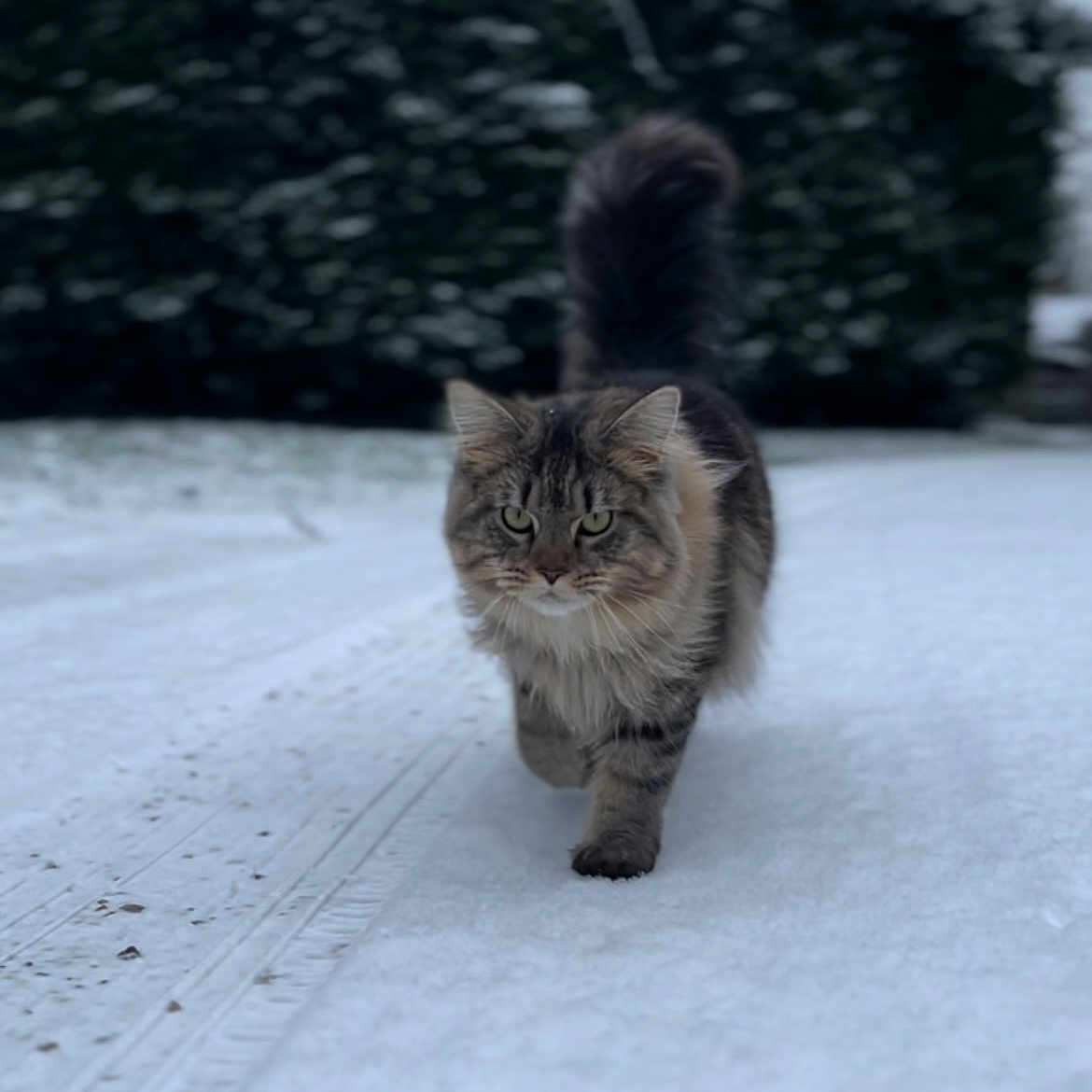 Pops a rejoint le concours — aidez-le/la à gagner de superbes lots ! abyssinian, angora, animal, cat, fir, ice, kitten, manx, nature, outdoors, pet, plant, road, siamese, snow, soil, tree, vegetation, winter, wood