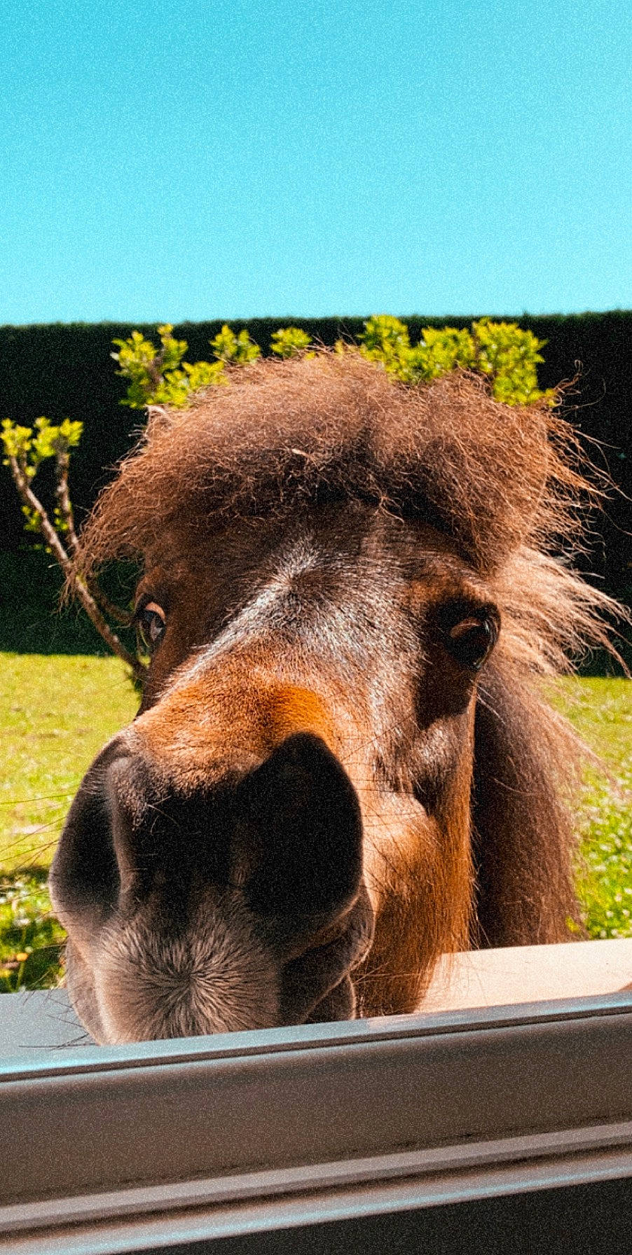 Châtaigne participe au concours pour gagner de l'argent avec cette photo : adaptation, burro, grass, horse, livestock, mammal, nose, plant, pony, shetland_pony, snout, terrestrial_animal, vertebrate, wildlife