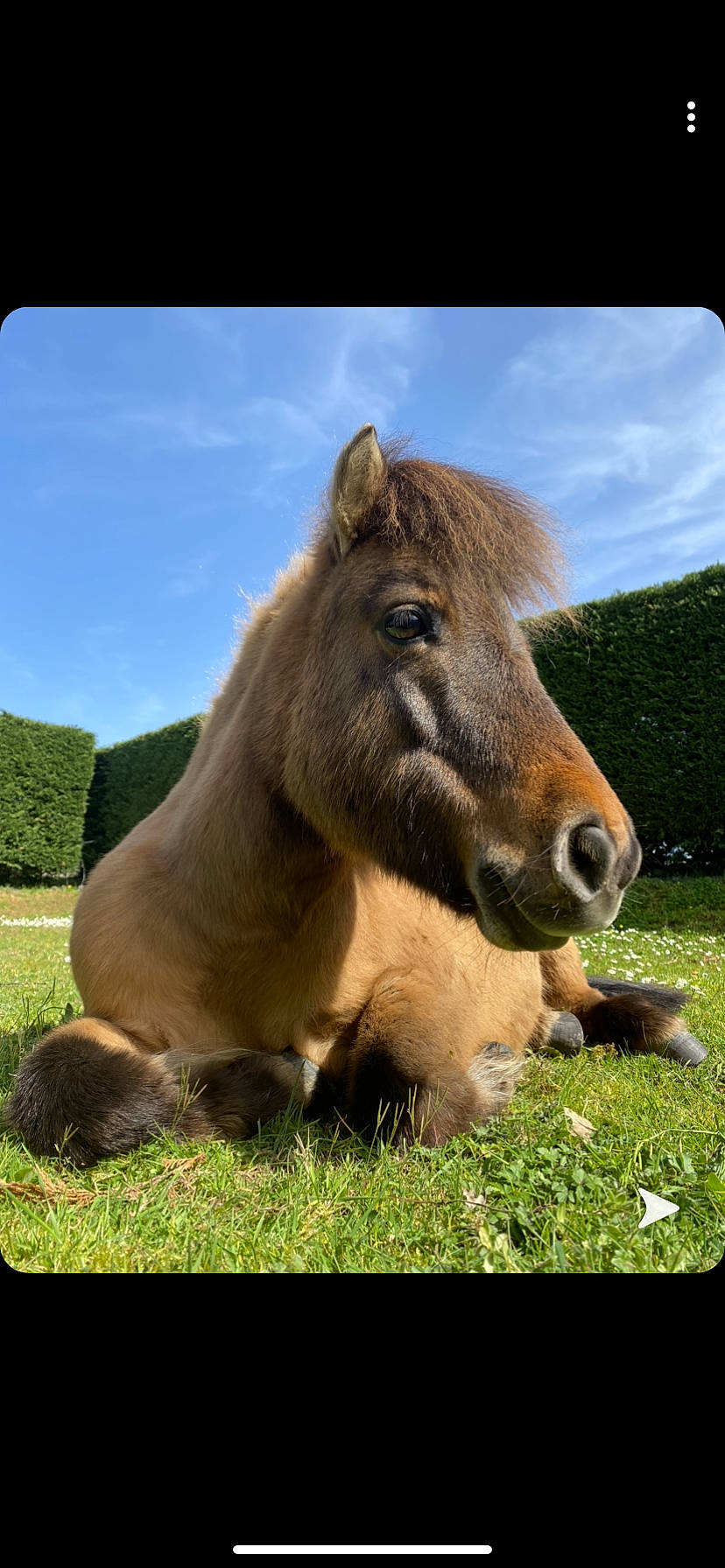 Châtaigne participe au concours pour gagner de l'argent avec cette photo : adaptation, colt, foal, grass, grassland, horse, livestock, mammal, mane, mare, mustang_horse, pasture, pony, przewalskis_horse, shetland_pony, snout, sorrel, terrestrial_animal, vertebrate, wildlife