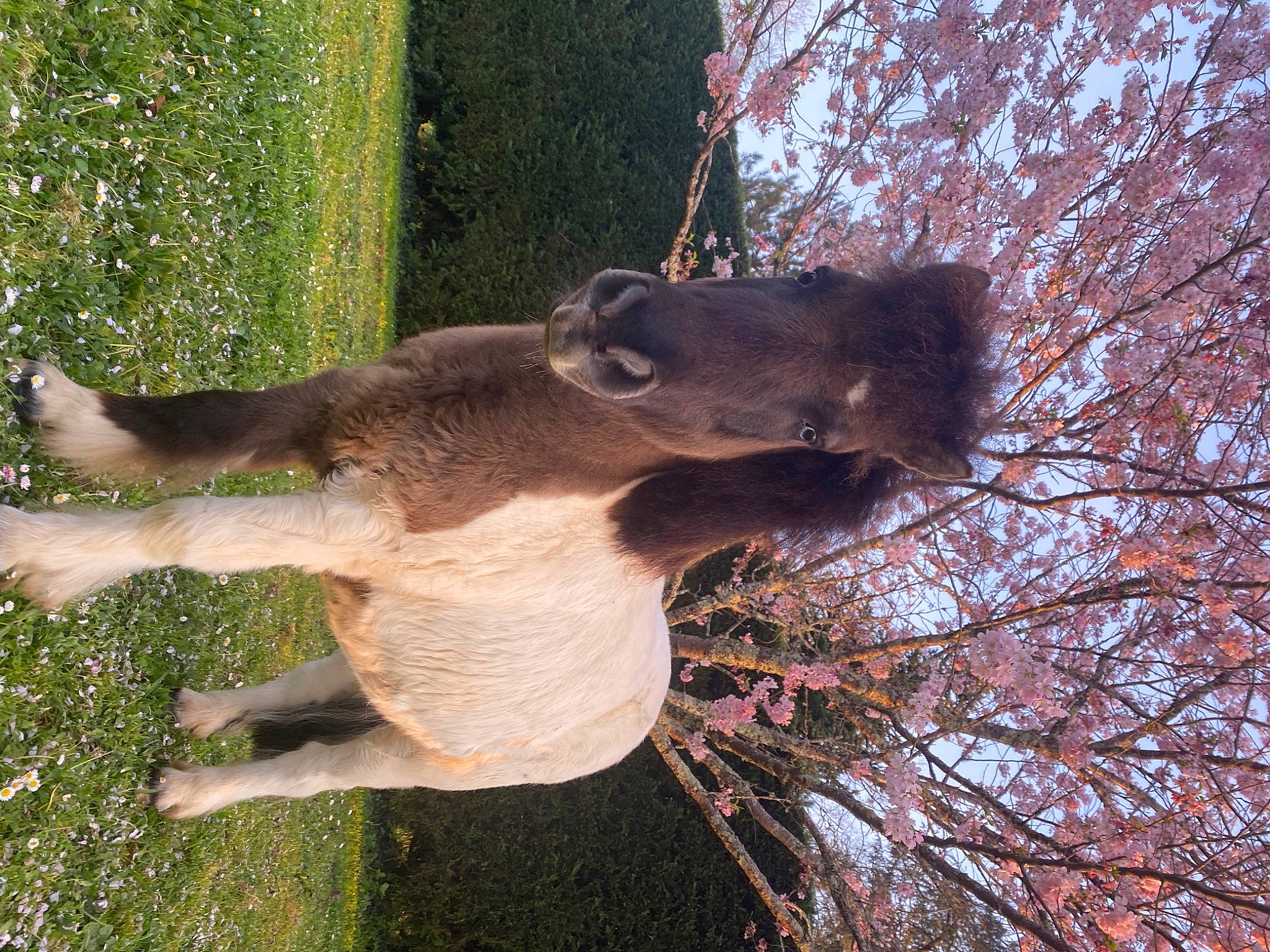 Galack participe au concours pour gagner de l'argent avec cette photo : canidae, dog_breed, fawn, grass, mammal, plant, snout, tail, tree, vertebrate, wildlife