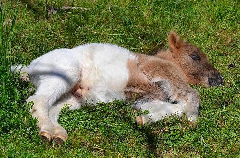 Galack participe au concours pour gagner de l'argent avec cette photo : canidae, carnivore, colt, dog_breed, fawn, foal, grass, mammal, pony, vertebrate