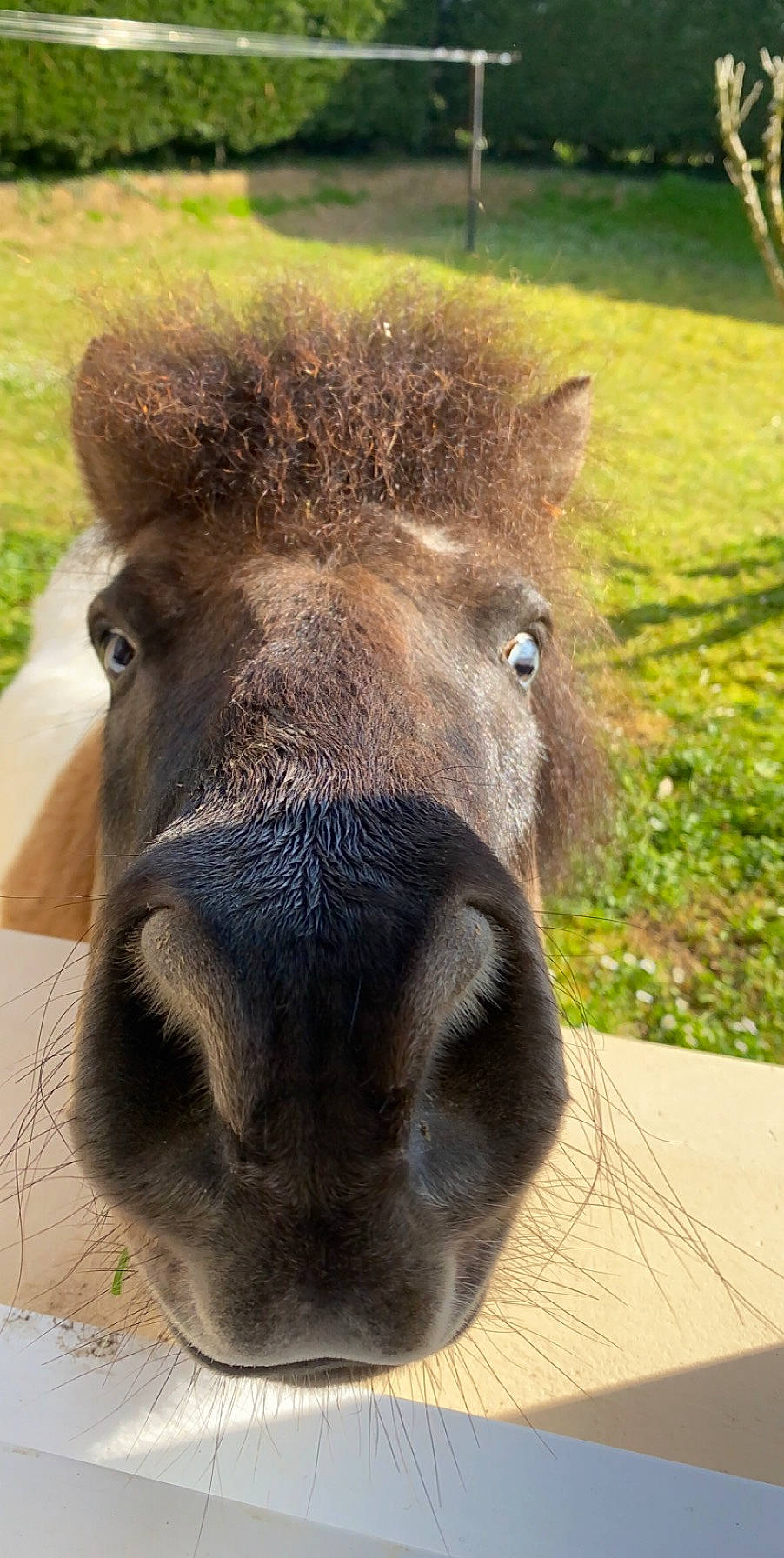 Galack participe au concours pour gagner de l'argent avec cette photo : burro, horse, livestock, mammal, mane, nose, pony, shetland_pony, snout, terrestrial_animal, vertebrate, wildlife, working_animal