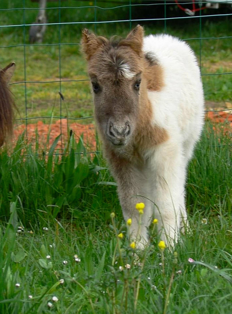 Galack a rejoint le concours — aidez-le/la à gagner de superbes lots ! bovine, colt, fawn, foal, grass, horse, livestock, mammal, mane, meadow, pasture, plant, pony, shetland_pony, snout, terrestrial_animal, vertebrate, wildlife