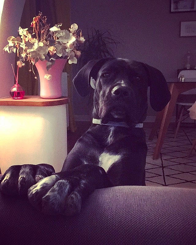 Mokka a rejoint le concours — aidez-le/la à gagner de superbes lots ! carnivore, chair, cloud, comfort, companion_dog, couch, darkness, dog, dog_breed, fawn, flowerpot, furniture, mammal, purple, sky, tail, tints_and_shades, toy_dog, vertebrate, working_animal