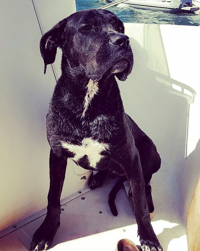 Mokka a rejoint le concours — aidez-le/la à gagner de superbes lots ! borador, canidae, carnivore, collar, companion_dog, dog, dog_breed, dog_collar, eye, fawn, fur, guard_dog, leash, metal, pet_supply, snout, sporting_group, tail, whiskers, working_animal