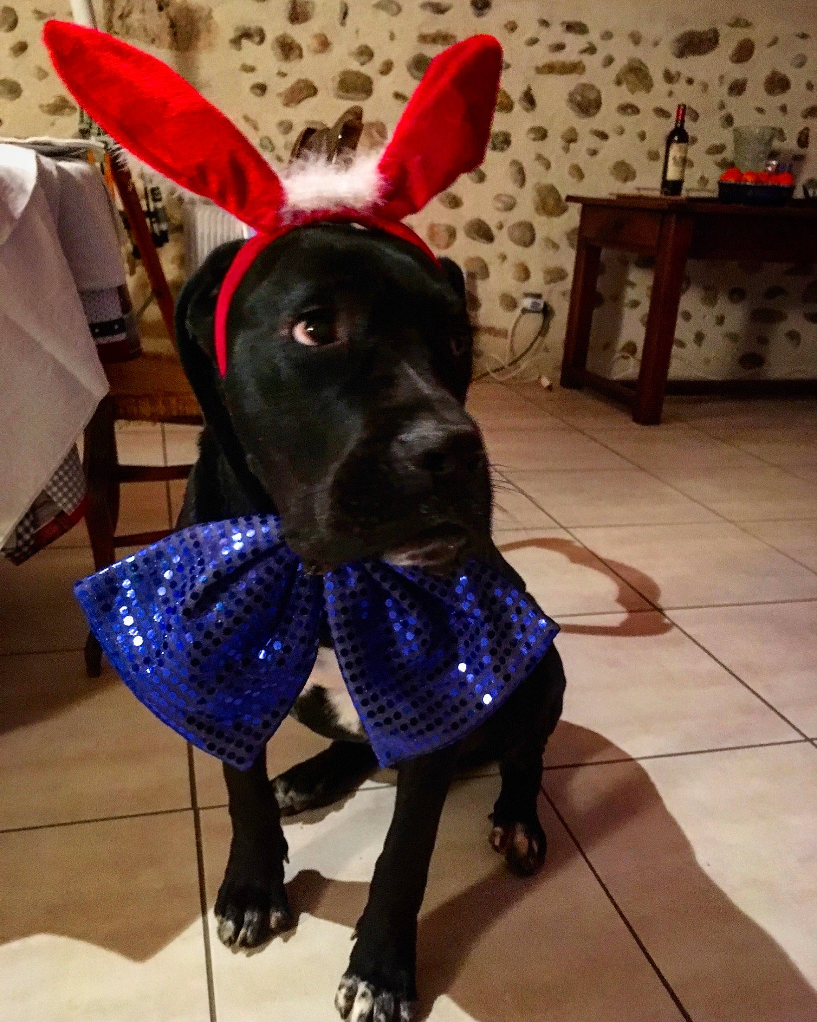 Mokka a rejoint le concours — aidez-le/la à gagner de superbes lots ! canidae, carnivore, collar, companion_dog, dog, dog_breed, dog_collar, dog_supply, electric_blue, event, fawn, flooring, fur, pattern, pet_supply, purple, snout, tail, whiskers, working_animal