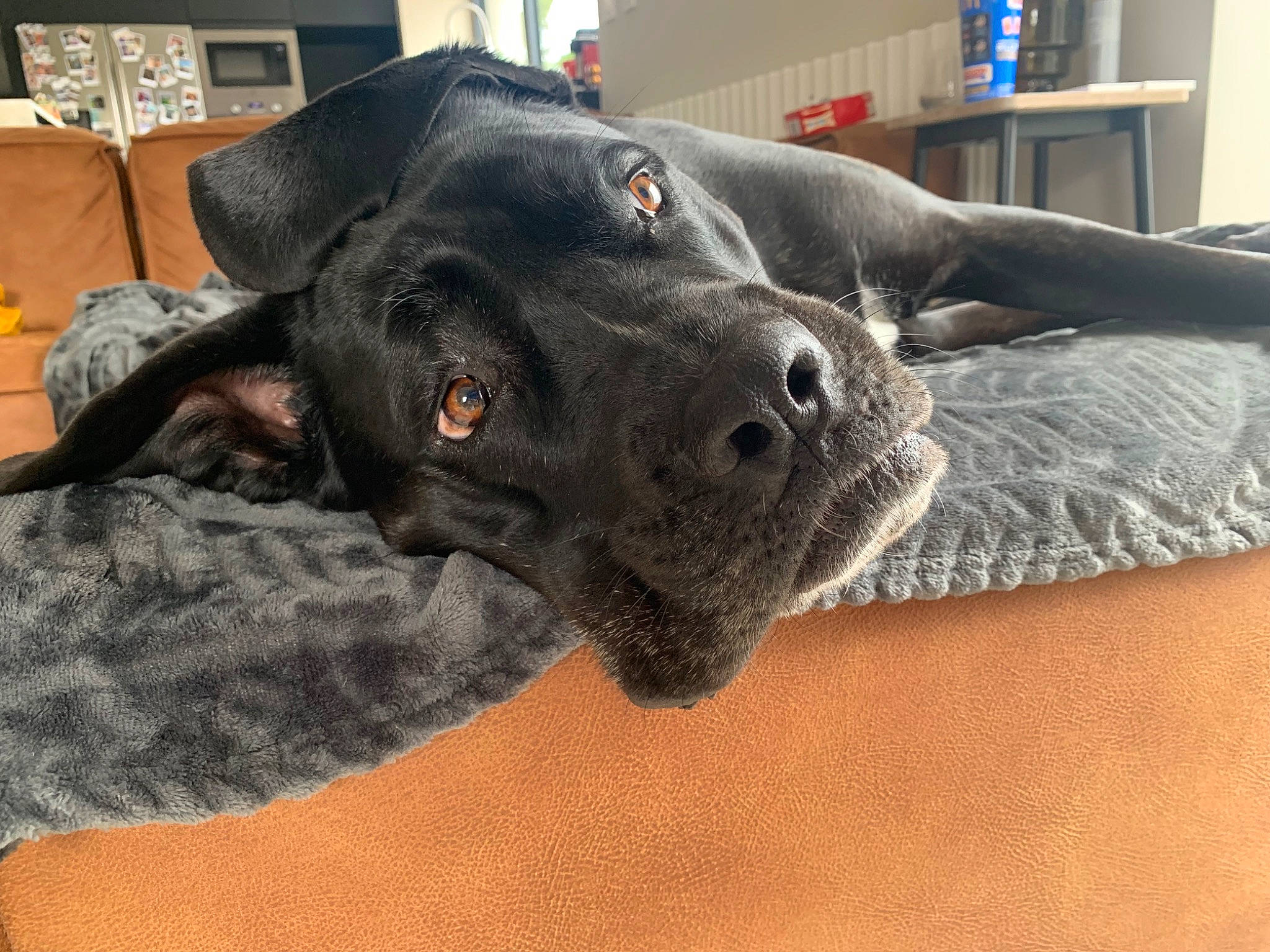 Mokka a rejoint le concours — aidez-le/la à gagner de superbes lots ! borador, canidae, carnivore, collar, comfort, companion_dog, dog, dog_breed, dog_collar, ear, fawn, fur, grey, jaw, liver, pet_supply, snout, sporting_group, whiskers, working_animal