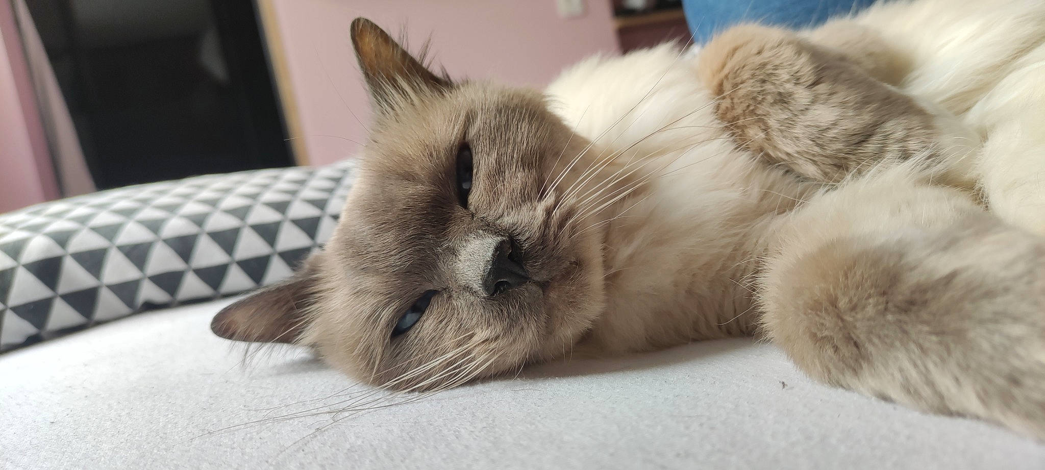 Gusto a rejoint le concours — aidez-le/la à gagner de superbes lots ! balinese, birman, carnivore, cat, claw, comfort, couch, domestic_short_haired_cat, eye, fawn, felidae, flooring, fur, nap, paw, small_to_medium_sized_cats, snout, thai, tonkinese, whiskers