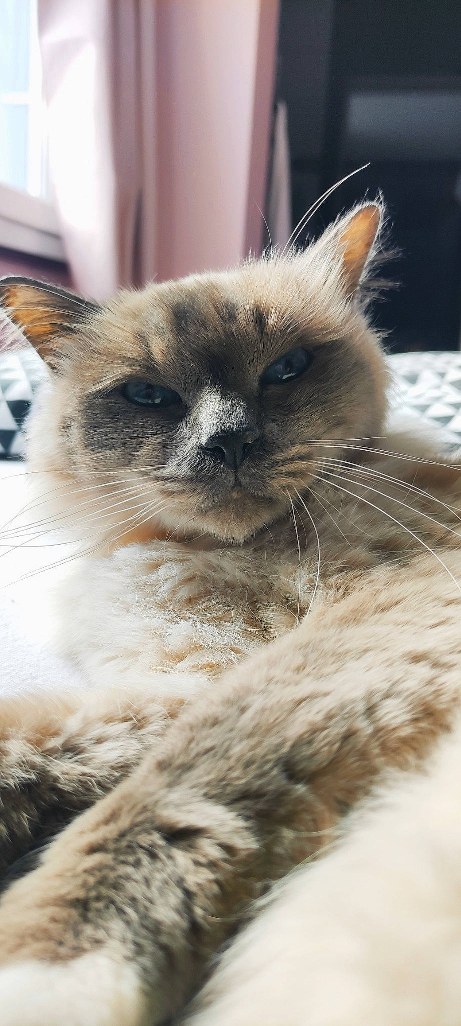 Gusto a rejoint le concours — aidez-le/la à gagner de superbes lots ! balinese, birman, carnivore, cat, claw, fawn, felidae, fur, ragdoll, siamese, small_to_medium_sized_cats, snout, terrestrial_animal, thai, tonkinese, whiskers, wildlife