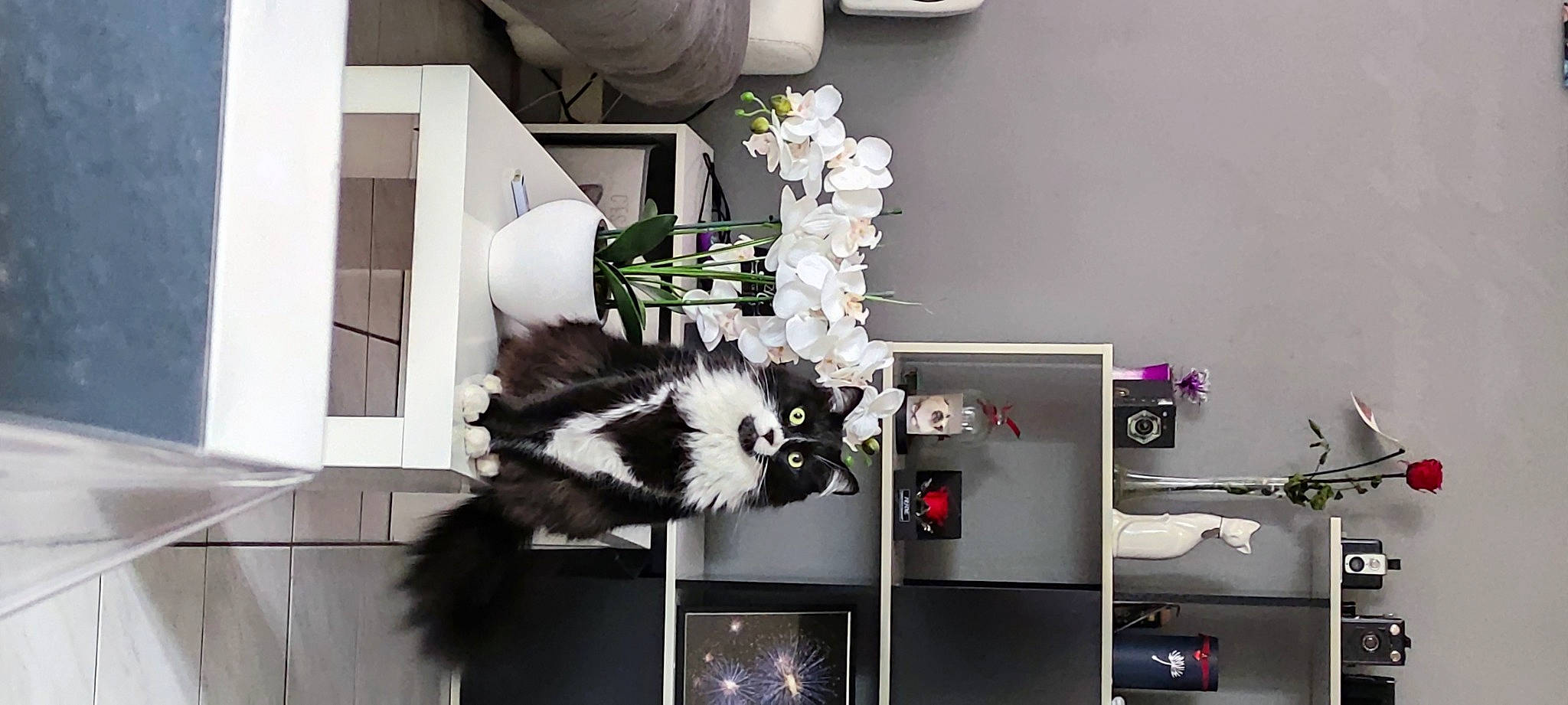 Obama participe au concours pour gagner de l'argent avec cette photo : chair, flower, flowerpot, fur, houseplant, interior_design, linens, natural_material, petal, plant, room, shelving, table, window