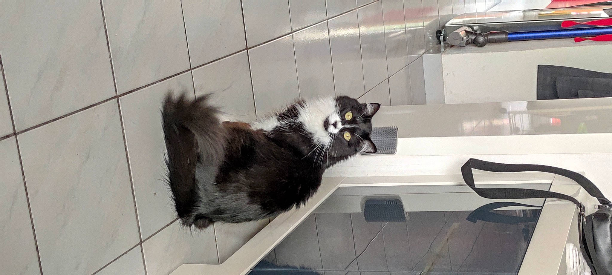 Obama participe au concours pour gagner de l'argent avec cette photo : animal_shelter, canidae, carnivore, cat, claw, comfort, dog_breed, felidae, floor, flooring, fur, grey, paw, small_to_medium_sized_cats, sporting_group, tail, terrestrial_animal, tile, whiskers, window