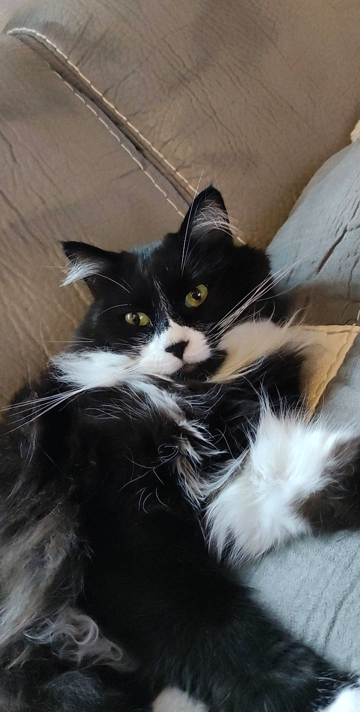 Obama a rejoint le concours — aidez-le/la à gagner de superbes lots ! carnivore, cat, claw, comfort, domestic_short_haired_cat, felidae, fur, grey, monochrome_photography, paw, small_to_medium_sized_cats, tail, terrestrial_animal, whiskers, window