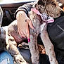 dog, puppy, person, hand, pink_nails, tattoo, collar, bandana, car_interior, seat, clothing, jeans, sleeve, resting, snuggling, spotted, napping, close_up, indoor, comfort