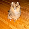 Enzo joined the competition — help win amazing prizes! animal, cute, dark_eyes, dog, flash_photography, floor, fluffy, fur, hardwood_floor, home, indoors, pet, pomeranian, portrait, sitting, small_dog, tan_fur, upright_ears, white_chest, wood_floor