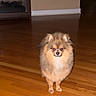 Enzo is registered to the contest to win money with this photo: animal, brick, brown_fur, cute, dog, fireplace, fluffy_dog, front_facing, fur, hardwood_floor, home, indoors, living_room, pet, pomeranian, portrait, small_dog, standing, white_chest, wood_floor