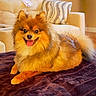 blanket, couch, cushion, cute, dog, fluffy, happy, indoors, living_room, long_hair, lying_down, orange_fur, pet, pomeranian, portrait, sitting, small_dog, smiling, tongue_out, wood_floor