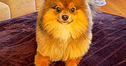 Enzo is registered to the contest to win money with this photo: alert, animal, blanket, couch, cute, dog, fluffy, furry, hardwood_floor, home, indoors, living_room, orange_fur, pet, photography, pillow, pomeranian, portrait, sitting, small_dog
