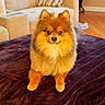 alert, animal, blanket, couch, cute, dog, fluffy, furry, hardwood_floor, home, indoors, living_room, orange_fur, pet, photography, pillow, pomeranian, portrait, sitting, small_dog