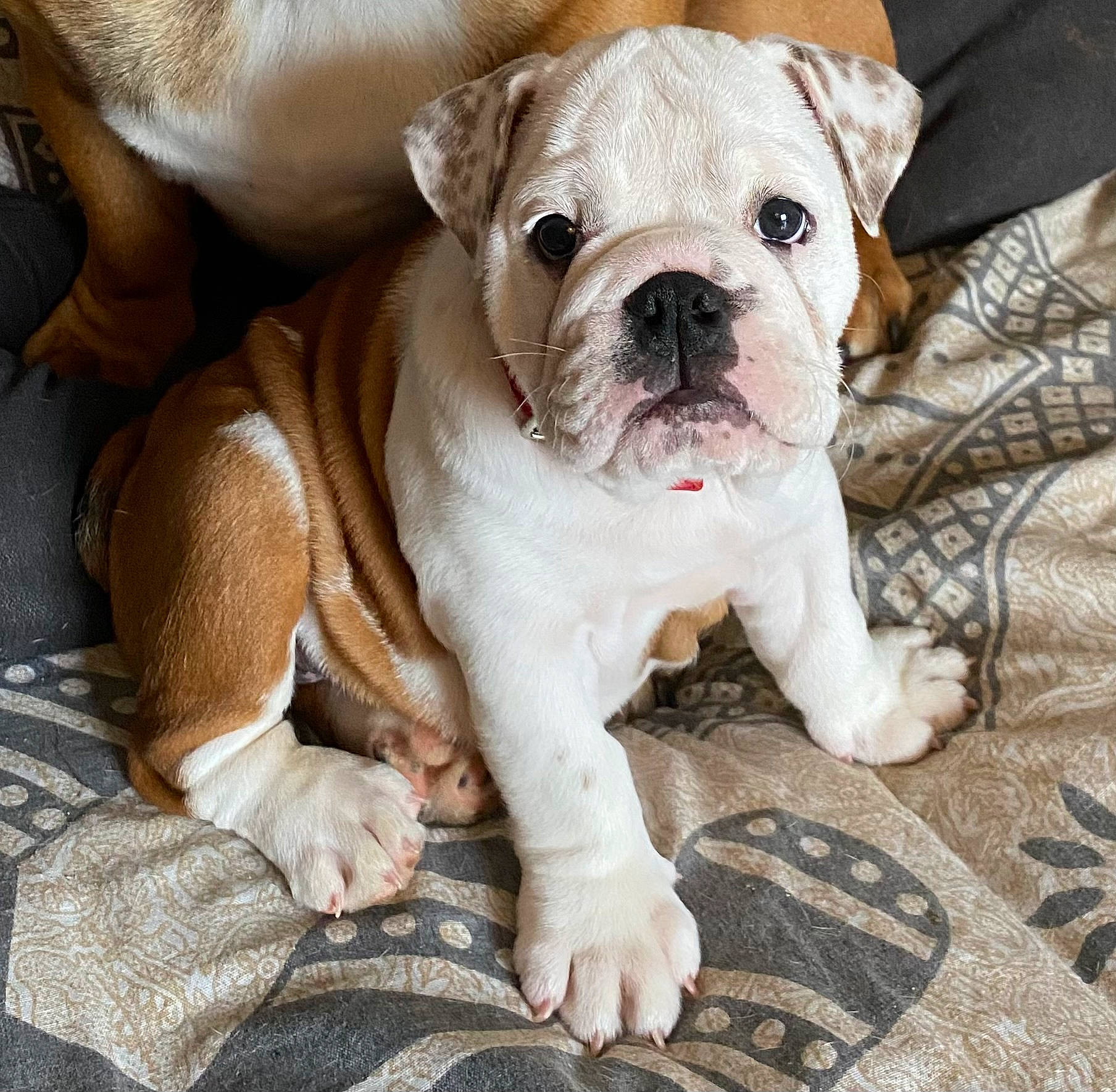 Fiona a rejoint le concours — aidez-le/la à gagner de superbes lots ! bored, bulldog, canidae, carnivore, collar, comfort, companion_dog, dog, dog_breed, dog_collar, fawn, non_sporting_group, puppy_love, snout, sporting_group, terrestrial_animal, toy_dog, white_english_bulldog, working_animal, wrinkle