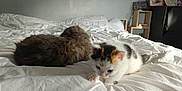 Vanille a rejoint le concours — aidez-le/la à gagner de superbes lots ! animal, bed, bedroom, blanket, cat, computerhardware, couch, cushion, dormroom, electronics, furniture, hardware, homedecor, indoors, kitten, manx, person, pet, room, wood