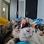 Vayanah participe au concours pour gagner de l'argent avec cette photo : cat, cats, bed, blanket, indoor, feline, sleeping, resting, fur, pet, cute, cozy, domestic_animal, animal, calm, tabby, white_cat, multicolor_cat, closeup, relaxation
