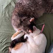Vayanah participe au concours pour gagner de l'argent avec cette photo : cat, cats, sleeping, curled_up, calico_cat, fluffy_cat, pet, domestic_animal, feline, nap, resting, indoor, blanket, green_blanket, collar, cute, cozy, animal_pair, fur, two_animals