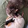 cat, cats, sleeping, curled_up, calico_cat, fluffy_cat, pet, domestic_animal, feline, nap, resting, indoor, blanket, green_blanket, collar, cute, cozy, animal_pair, fur, two_animals