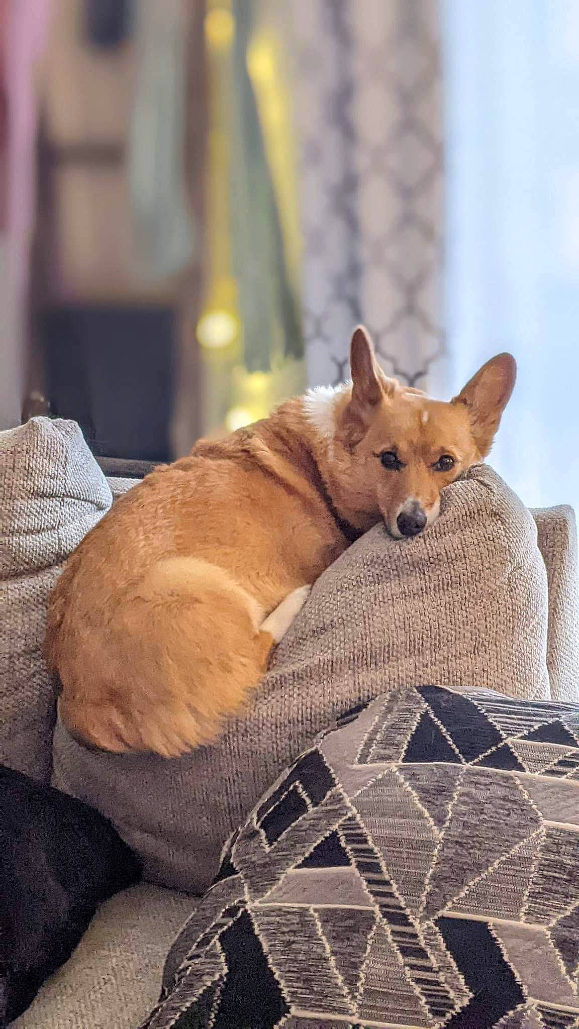 Einstein joined the competition — help win amazing prizes! canidae, carnivore, comfort, companion_dog, dog, dog_breed, dog_supply, fawn, flooring, fur, pet_supply, snout, spitz, sporting_group, tail, terrestrial_animal, whiskers, window, wood, working_animal