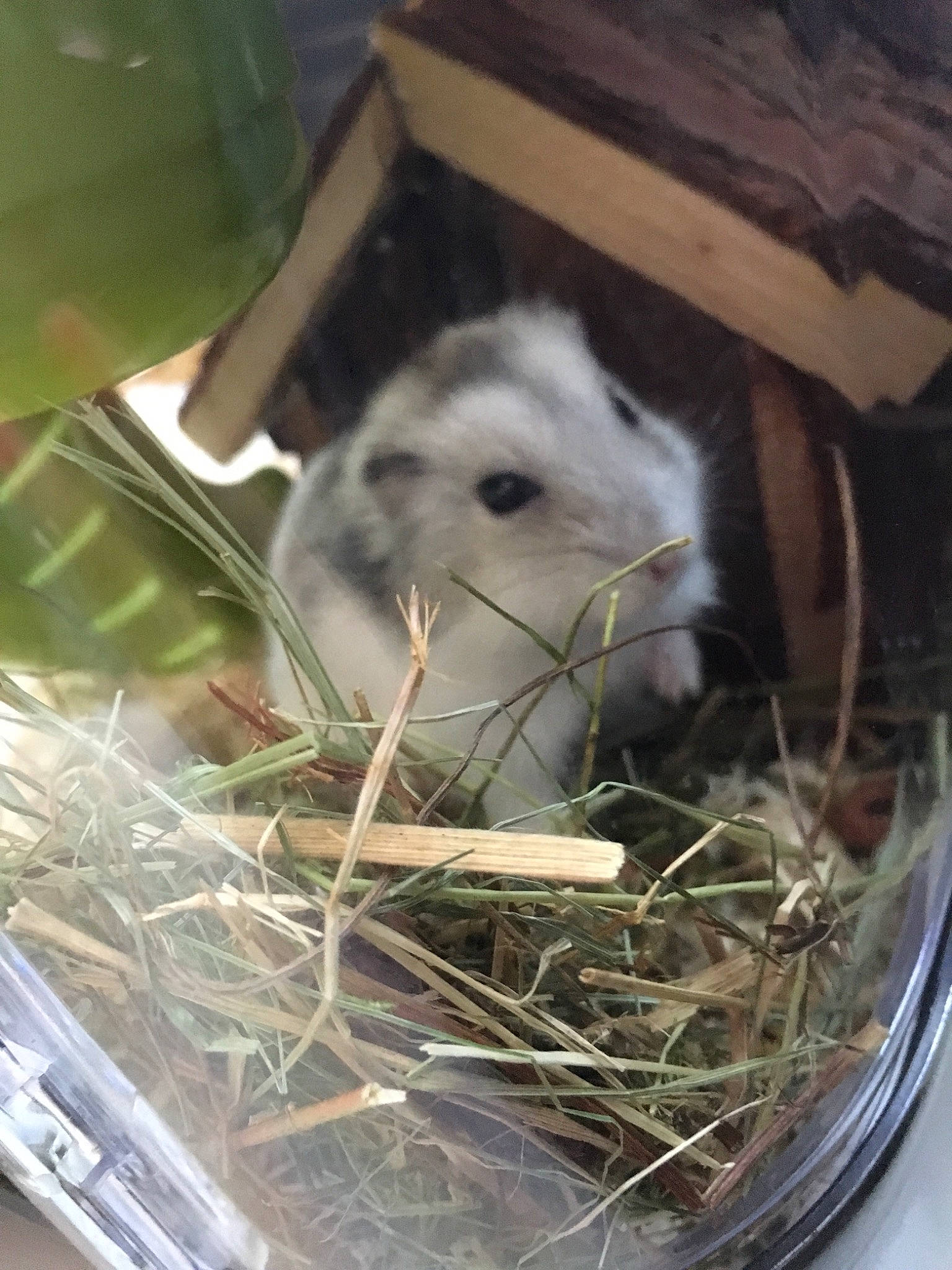 Onyx participe au concours pour gagner de l&#x27;argent avec cette photo : animal_shelter, chinchilla, domestic_rabbit, gerbil, hamster, marsupial, muridae, muroidea, rabbits_and_hares, rodent
