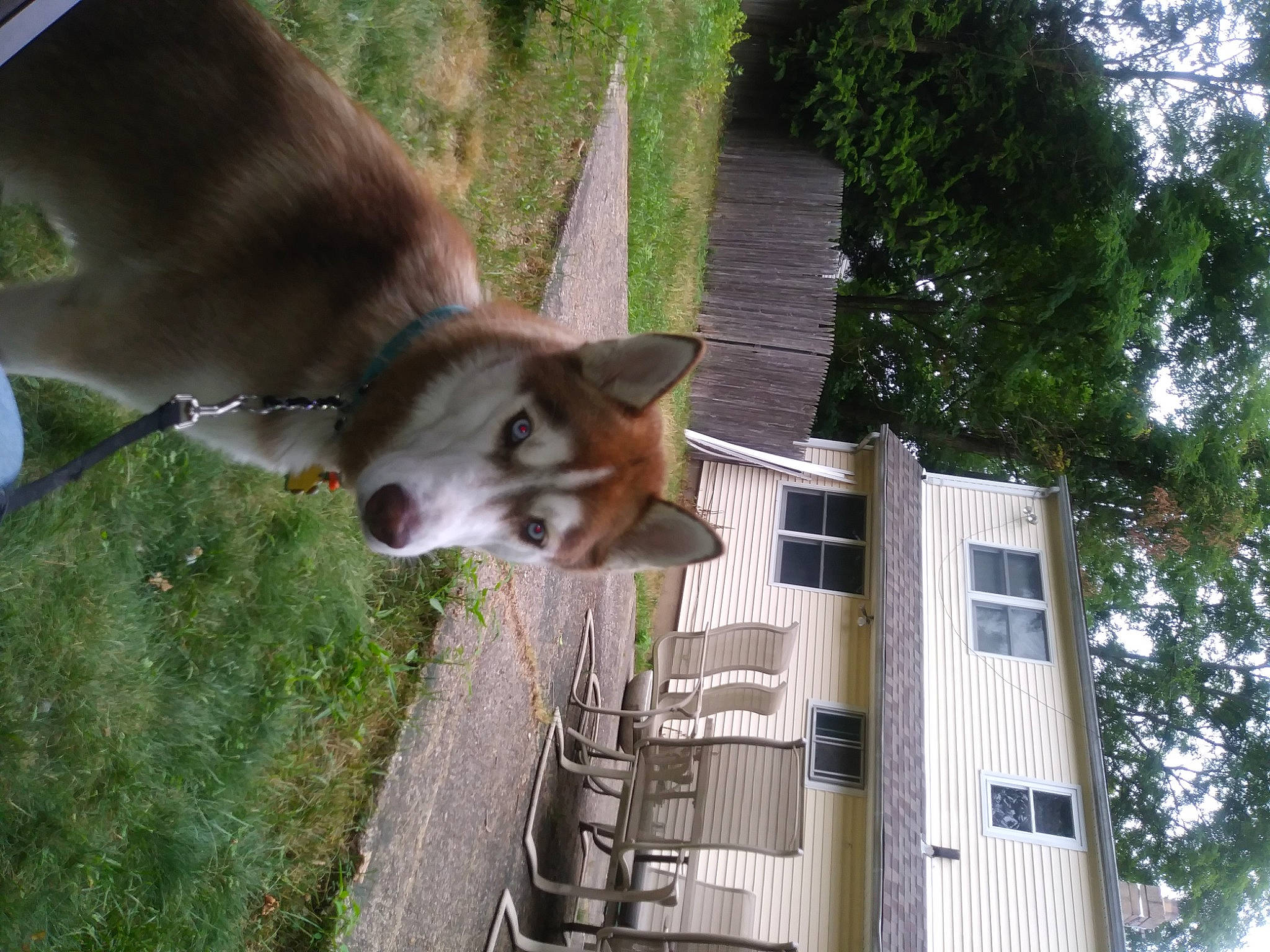 Winchester is registered to the contest to win money with this photo: building, canidae, carnivore, collar, companion_dog, dog, dog_breed, fawn, felidae, fur, grass, house, plant, small_to_medium_sized_cats, sporting_group, tail, tree, whiskers, window, working_animal