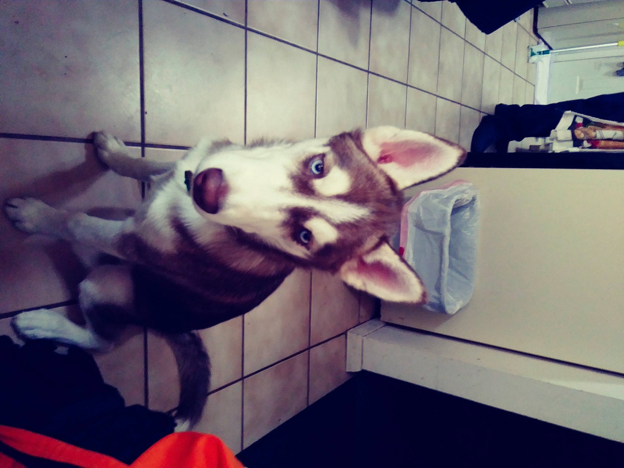 Winchester is registered to the contest to win money with this photo: bull_terrier, carnivore, companion_dog, dog, dog_breed, fawn, felidae, flooring, foot, fur, metal, paw, small_to_medium_sized_cats, snout, sporting_group, square, tail, terrestrial_animal, whiskers, working_animal