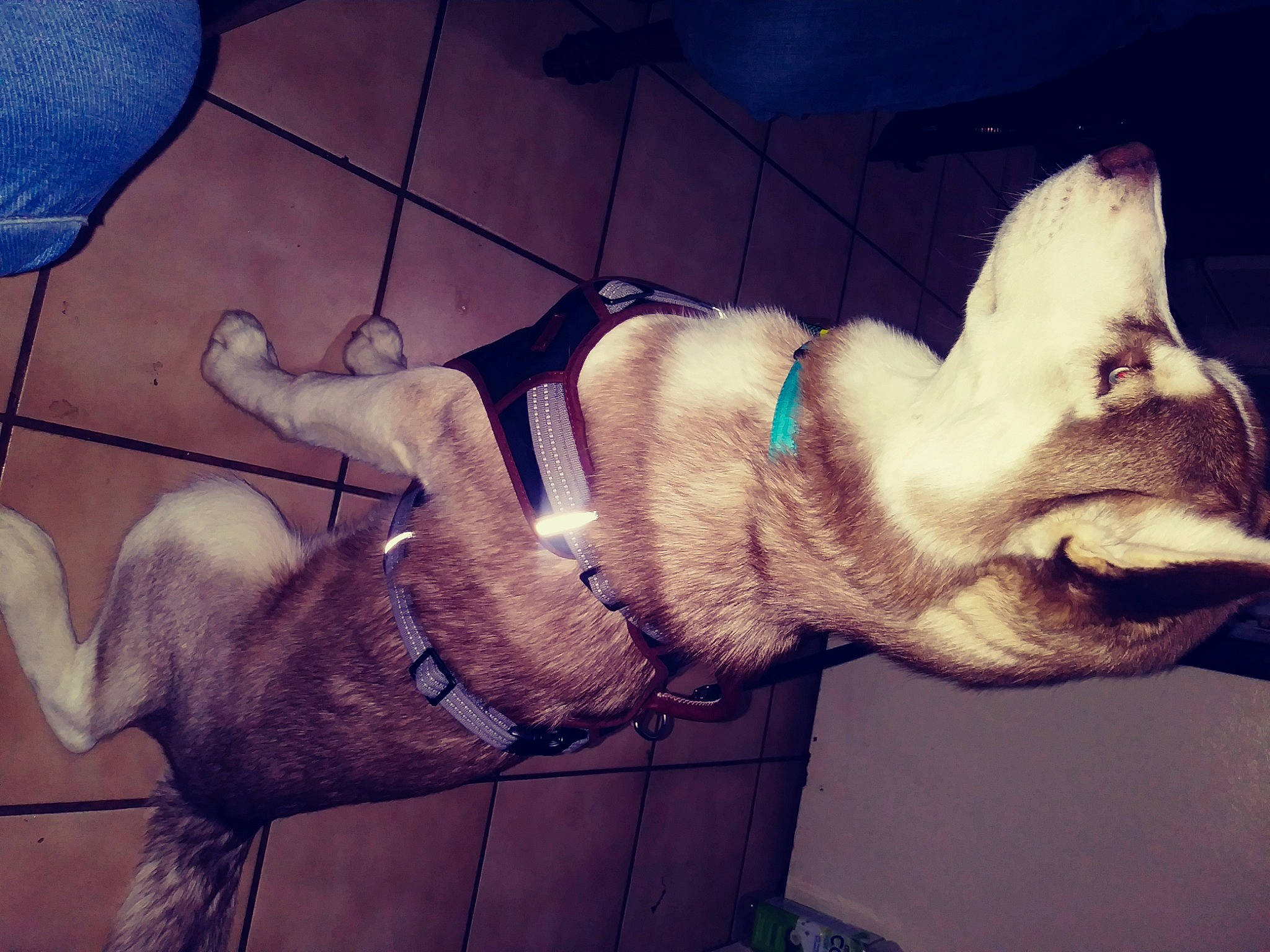 Winchester joined the competition — help win amazing prizes! art, canidae, carnivore, companion_dog, dog, dog_breed, dog_collar, ear, electric_blue, fawn, fur, gesture, happy, jaw, paw, snout, sporting_group, tail, whiskers, wrinkle