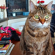 Isie a rejoint le concours — aidez-le/la à gagner de superbes lots ! cat, tabby, green_eyes, pet, sitting, table, fireplace, living_room, flowers, indoor, furniture, domestic_animal, whiskers, ears, fur, household_items, decor, closeup, wooden_table, cozy