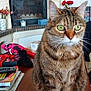 cat, tabby, green_eyes, pet, sitting, table, fireplace, living_room, flowers, indoor, furniture, domestic_animal, whiskers, ears, fur, household_items, decor, closeup, wooden_table, cozy
