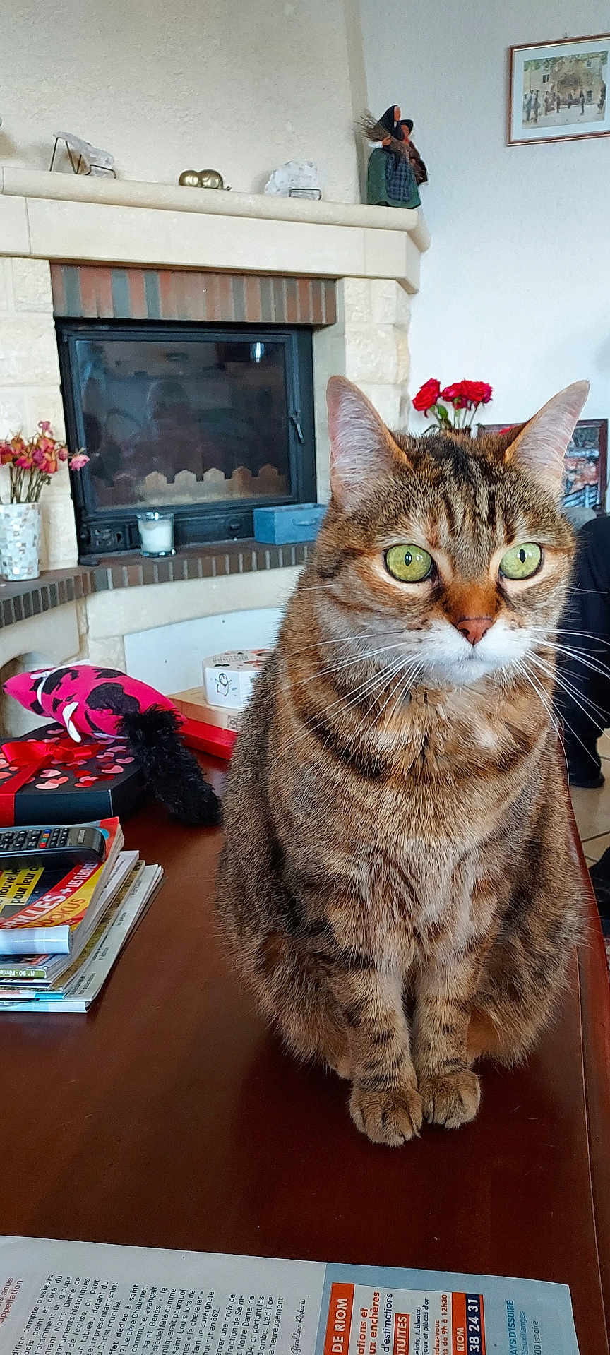 Isie a rejoint le concours — aidez-le/la à gagner de superbes lots ! cat, tabby, green_eyes, pet, sitting, table, fireplace, living_room, flowers, indoor, furniture, domestic_animal, whiskers, ears, fur, household_items, decor, closeup, wooden_table, cozy