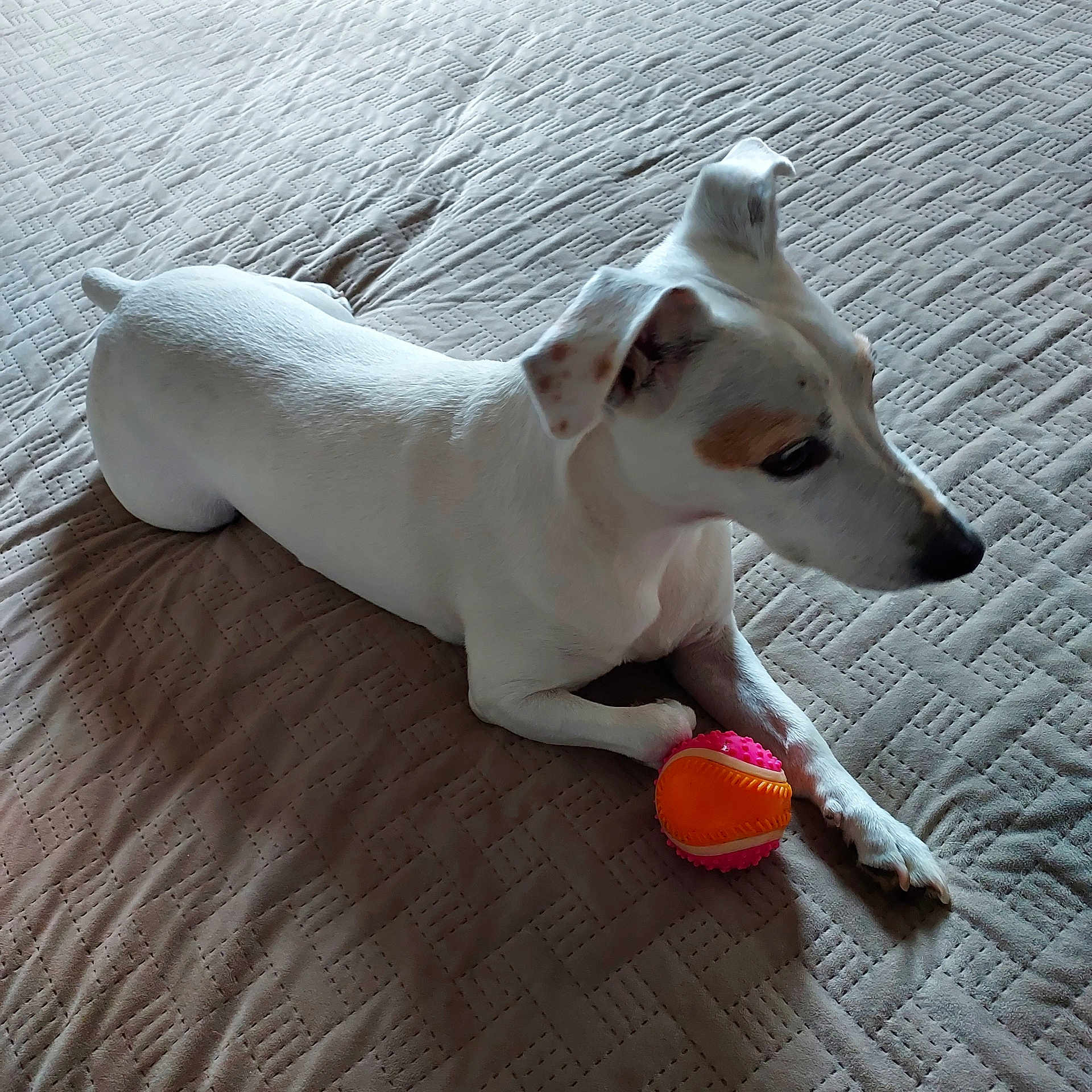 Jina participe au concours pour gagner de l'argent avec cette photo : animal, ball, bed, companion, cute, dog, domestic_animal, ears, fur, indoor, looking, paw, pet, playful, relaxed, resting, spot, texture, toy, white_dog